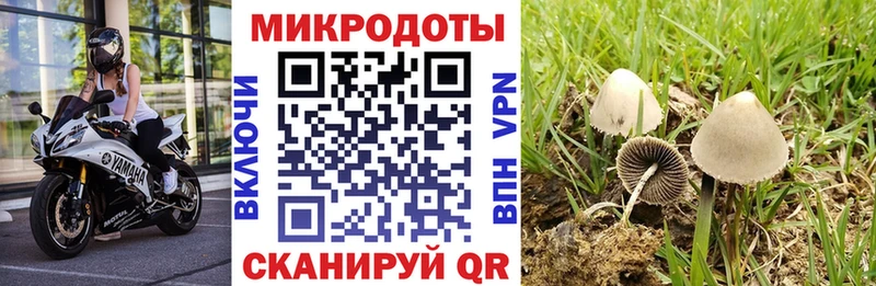 Галлюциногенные грибы Psilocybe  хочу   Большой Камень 